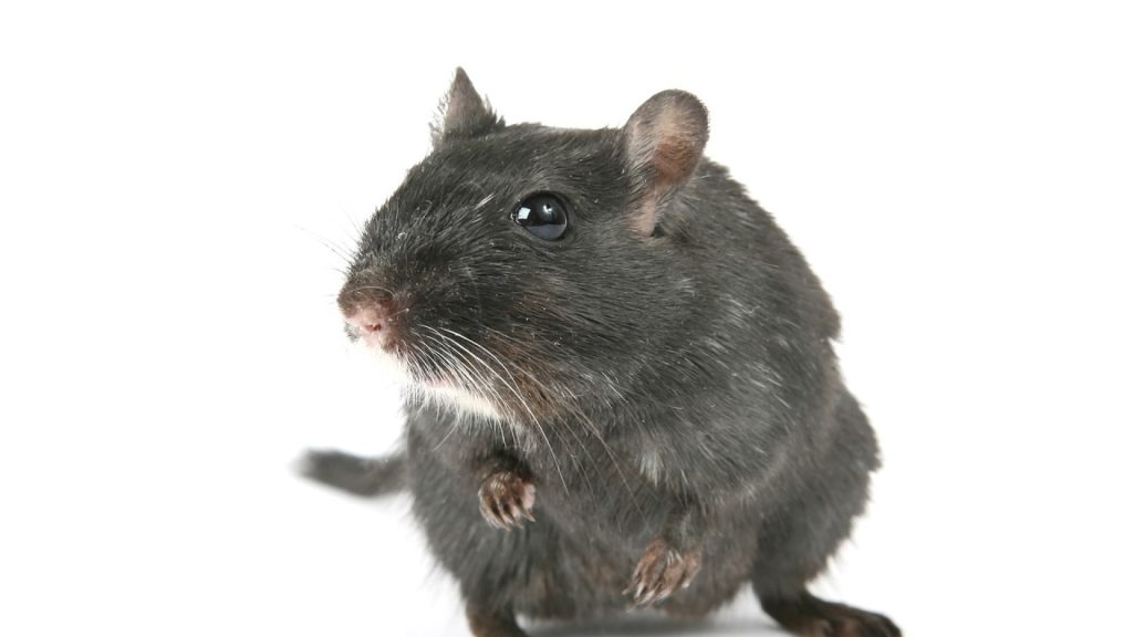 Arrêter la prolifération des rats : une question de santé publique !
