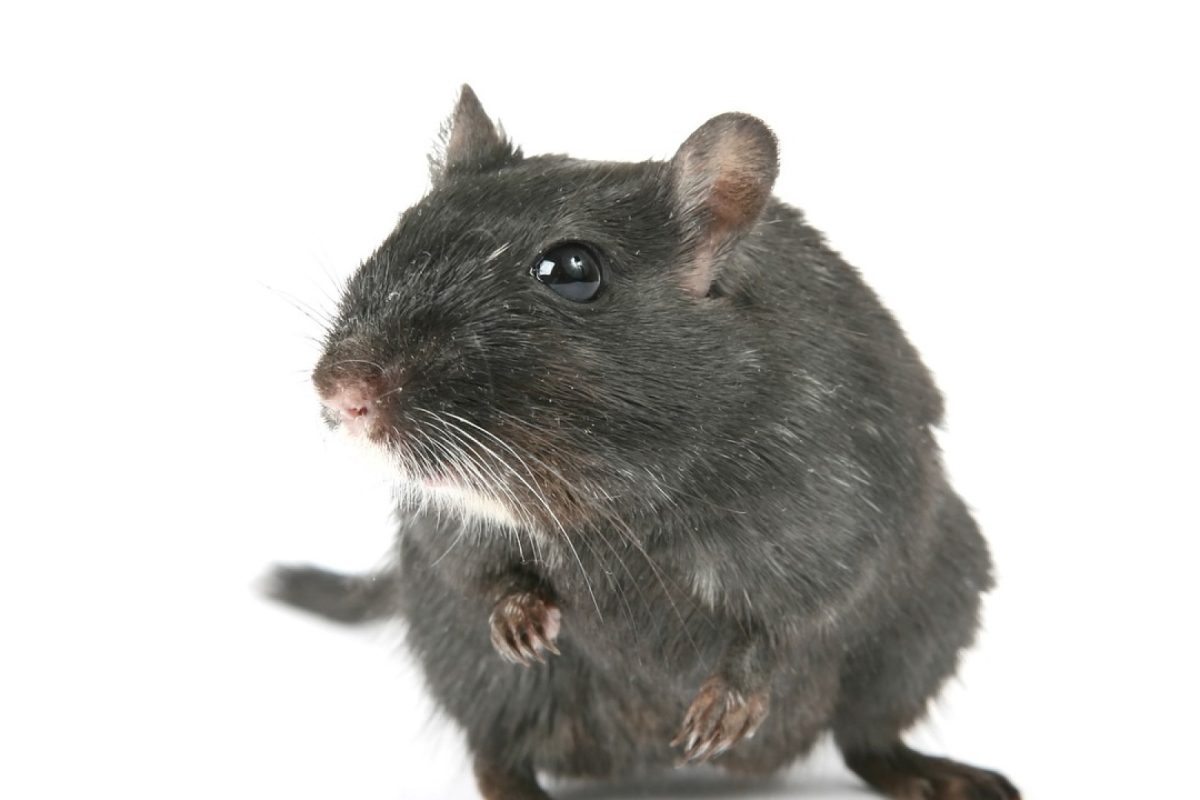 Arrêter la prolifération des rats : une question de santé publique !
